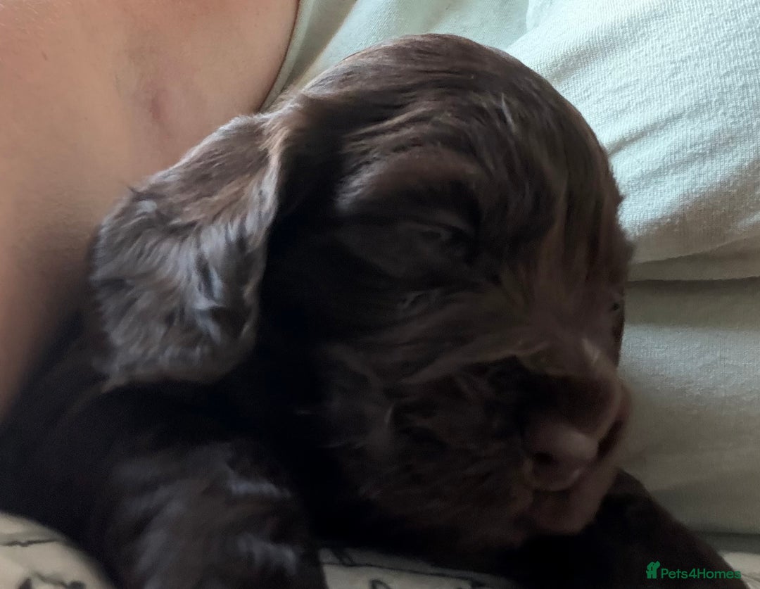 Cocker Spaniel dogs for sale: Working cocker spaniels - Advert 9