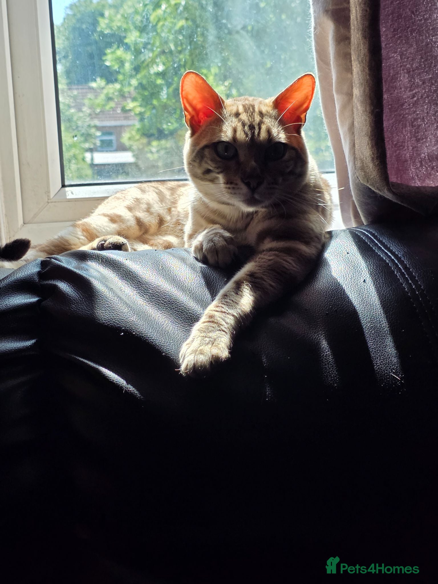 Bengal cats  Beautiful Snow Bengal called Snow - Advert 12