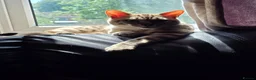 Bengal cats for stud:  Beautiful Snow Bengal called Snow - Advert 1