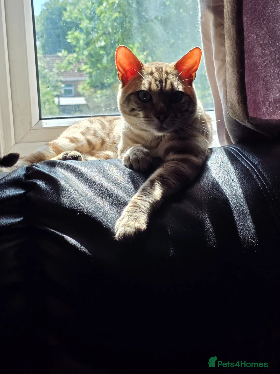 Bengal cats for stud:  Beautiful Snow Bengal called Snow - Advert 1