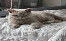 British Shorthair cats for sale: Beautiful male lilac british shorthair  - Image 3