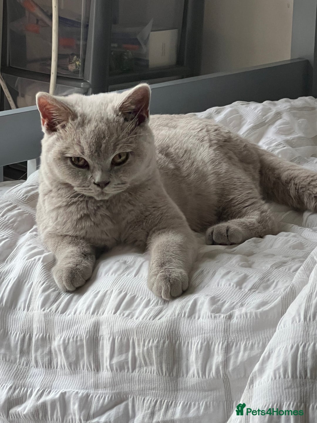 British Shorthair cats for sale: Beautiful male lilac british shorthair  - Image 3