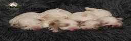 Mixed Breed dogs for sale: DonnaJays something special Cavashihpoo 🌟🌟🌟🌟🌟 - Advert 7