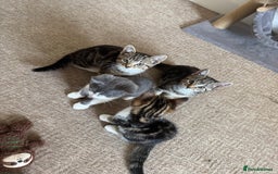 British Longhair cats for sale: Kittens for sale  - Image 7