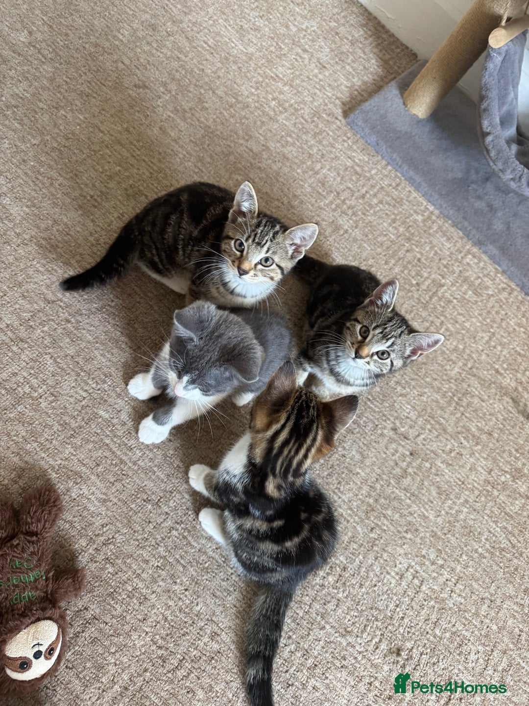 British Longhair cats for sale: Kittens for sale  - Image 7