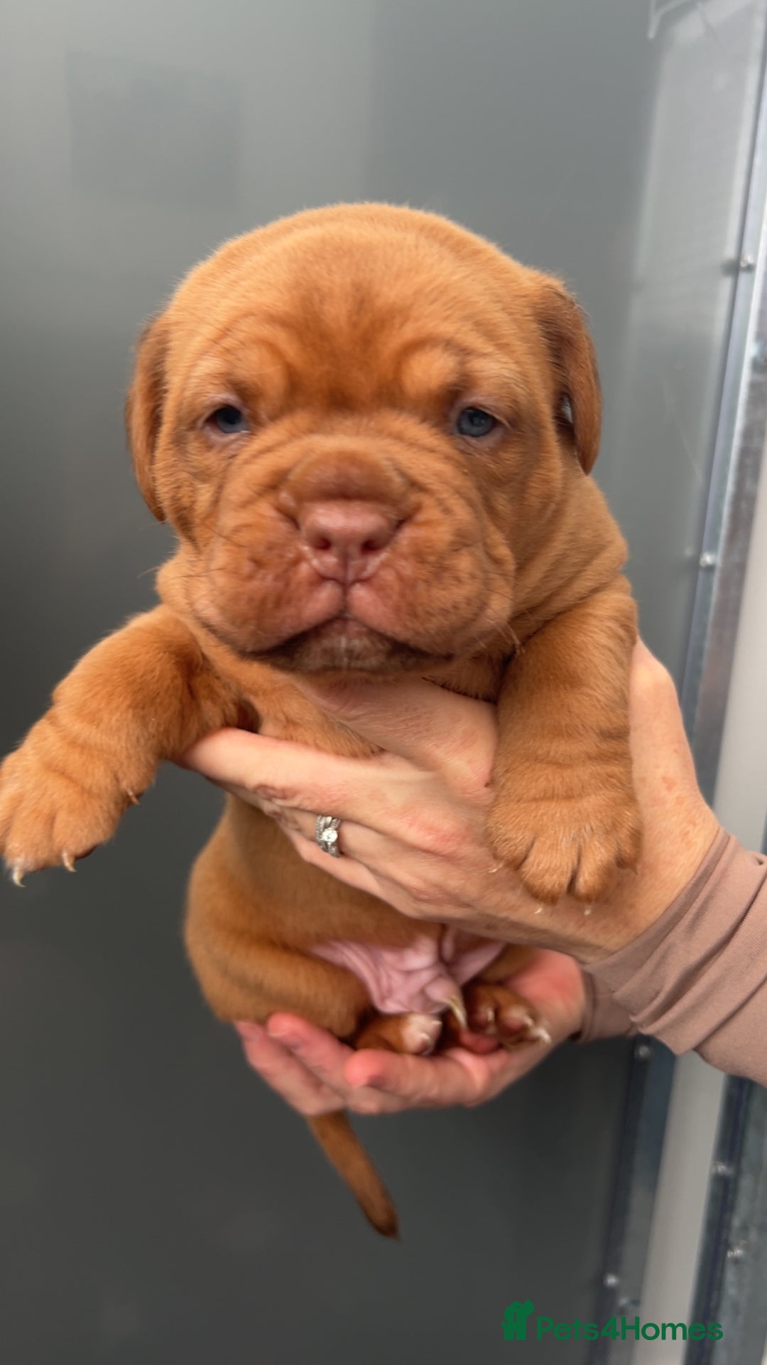 Dogue De Bordeaux dogs for sale: Chunky kc registered dogue de Bordeaux puppies - Advert 10