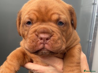 Dogue De Bordeaux dogs Chunky kc registered dogue de Bordeaux puppies - Advert 13