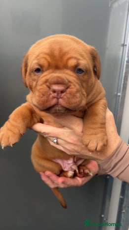 Dogue De Bordeaux dogs Chunky kc registered dogue de Bordeaux puppies - Advert 13