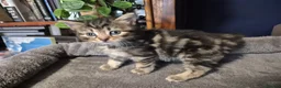 Norwegian Forest Cat cats for sale: Norwegian forest cat X marbled bengal - Advert 8