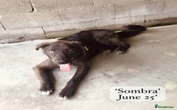 Mixed Breed dogs for adoption: Sombra, 1.5 yrs approx  Available for adoption  in Brixham - Image 7