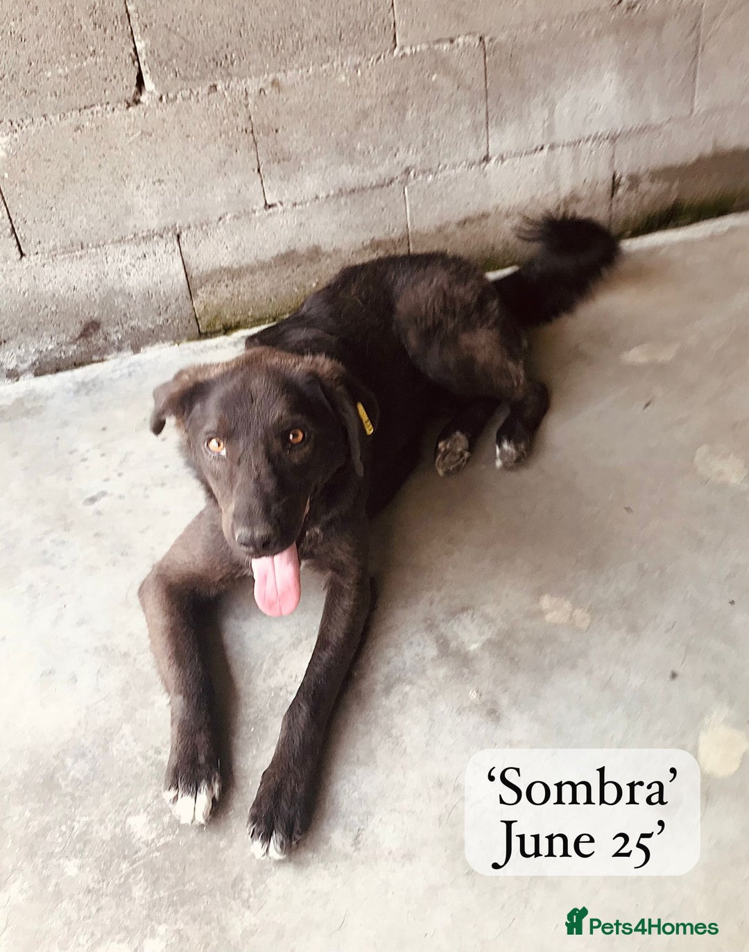 Mixed Breed dogs for adoption: Sombra, 1.5 yrs approx  Available for adoption  in Brixham - Image 7