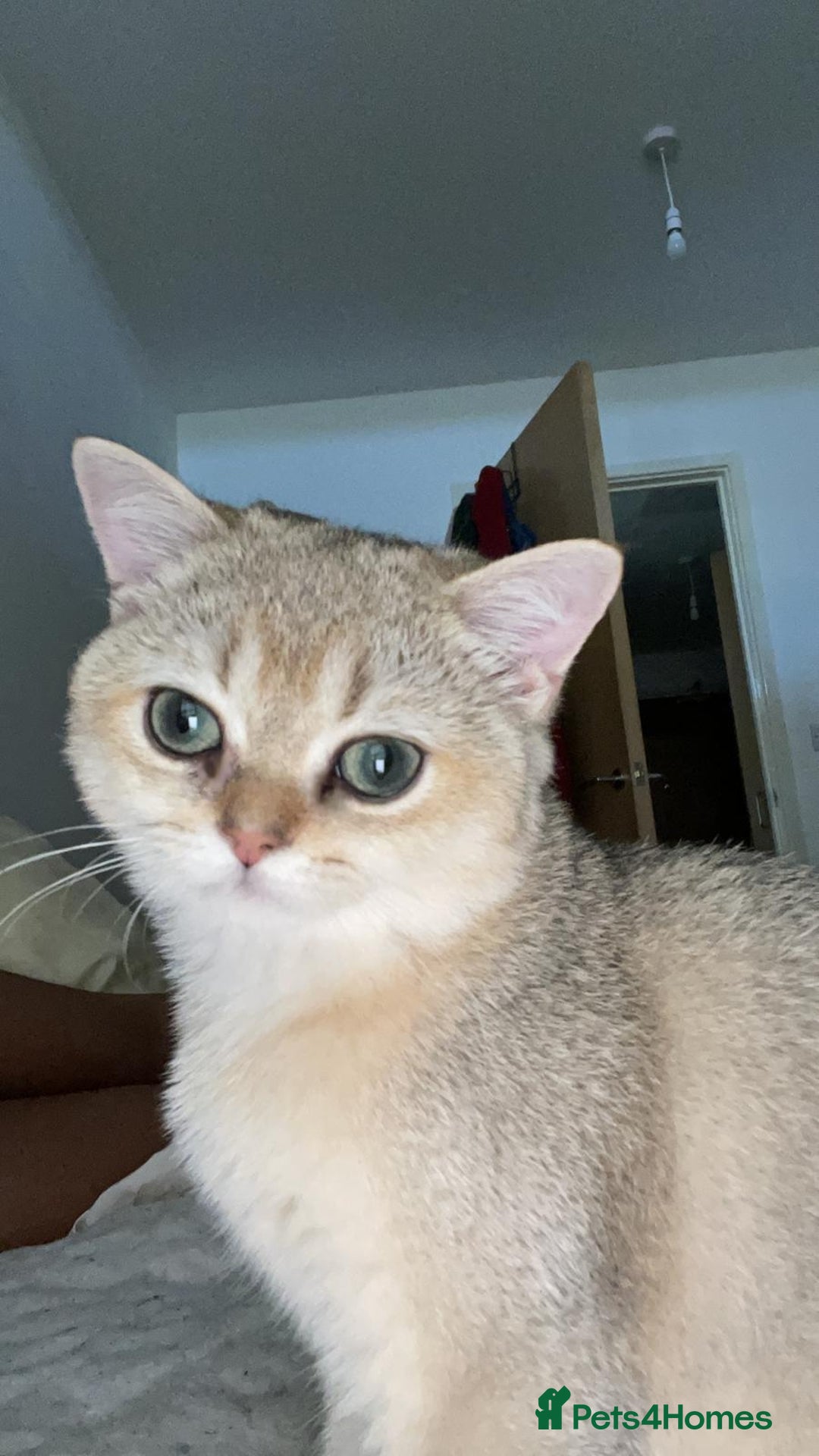 British Shorthair cats for sale: Caring, loving BSH Golden Boy Available  - Image 3