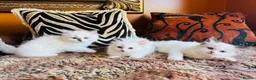 Ragdoll cats for sale: Ragdoll kittens  - Advert 4