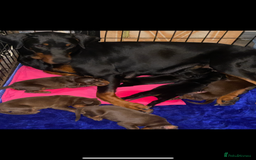 Dobermann dogs for sale: Gorgeous Eu**an Dobermann Puppies - Image 27