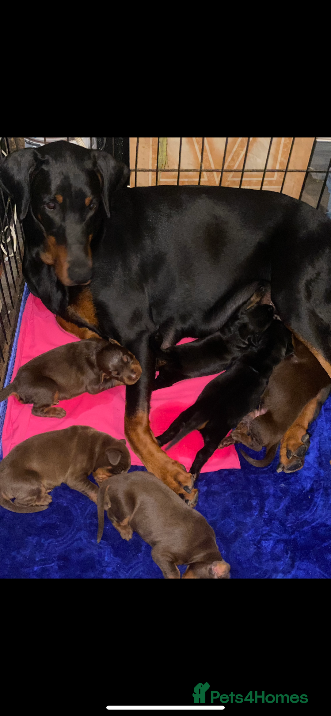 Dobermann dogs for sale: Gorgeous Eu**an Dobermann Puppies - Image 27