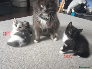 Mixed Breed cats 💥💥💥only 2 left 💥💥💥 - Advert 3