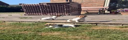 Jack Russell dogs for sale: Jack Russell Pups in York - Advert 10