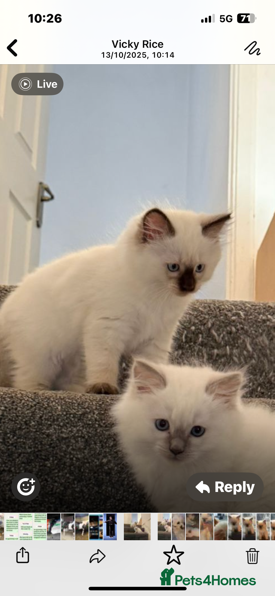 Ragdoll cats for sale: Beautiful Ragdoll kittens  - Advert 14