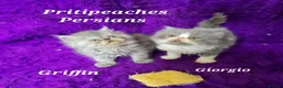 Persian cats for sale: Gccf Registered Persian Kittens  - Advert 17