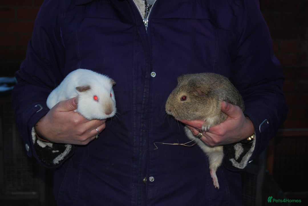 Guinea Pig rodents for sale: Young Sow Guinea Pigs - Advert 3