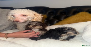 Miniature Poodle dogs - Advert 11