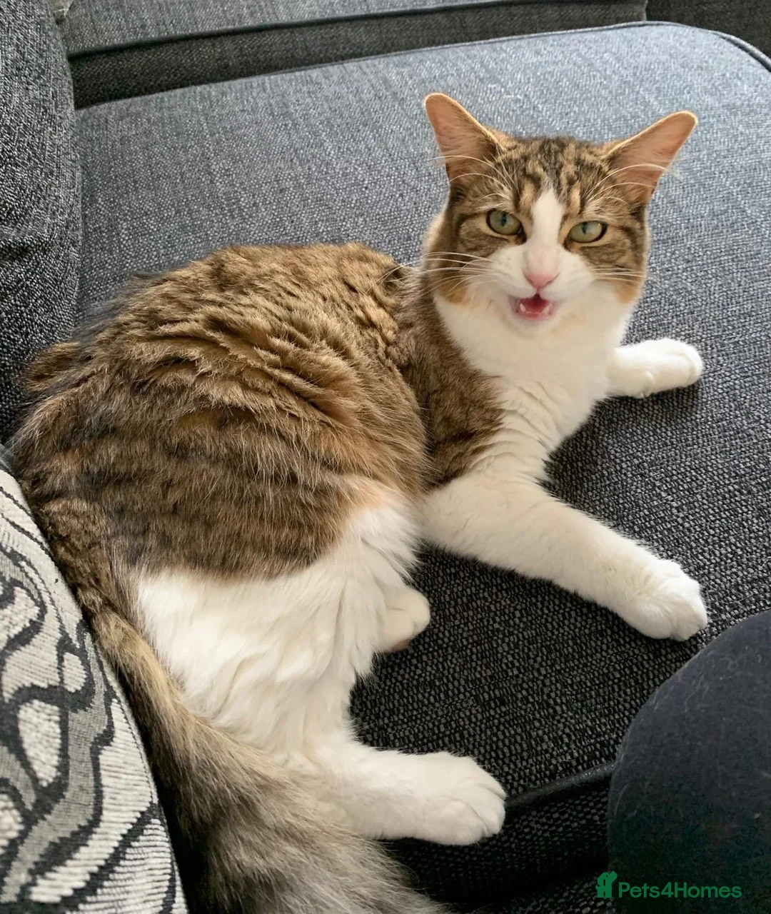 Maine Coon cats for sale: Oakley - Maine coon cross - 7yrs - Advert 2