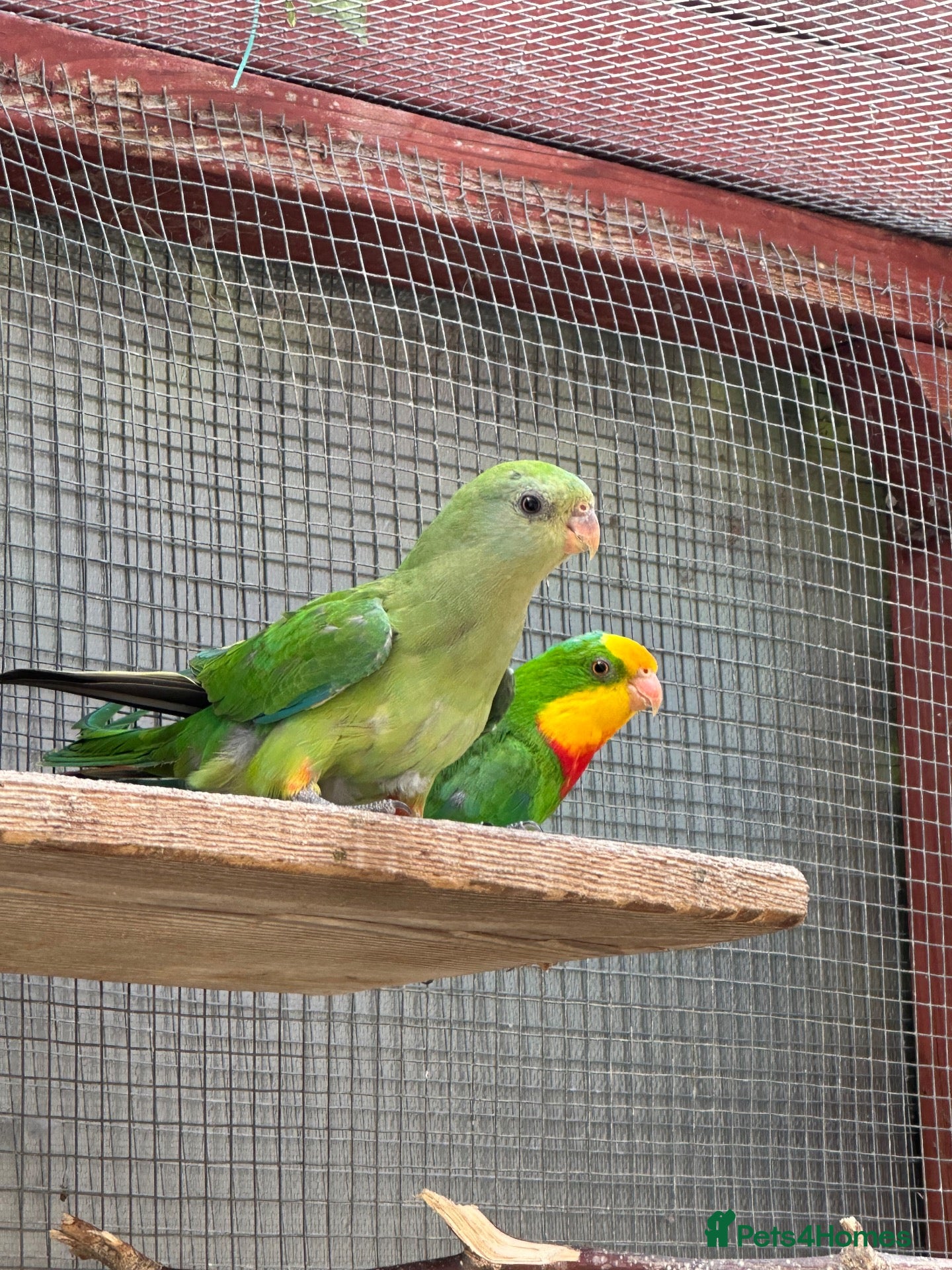 Parrots birds Barraband parrot  - Advert 2