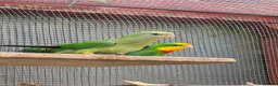 Parrots birds for sale: Barraband parrot  in Canterbury - Advert 1