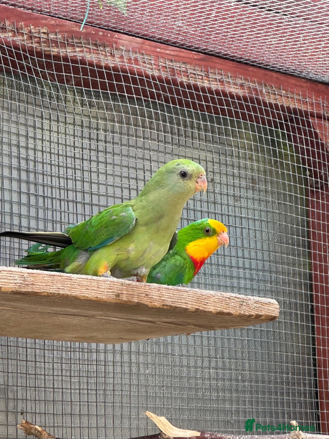 Parrots birds for sale: Barraband parrot  in Canterbury - Advert 1