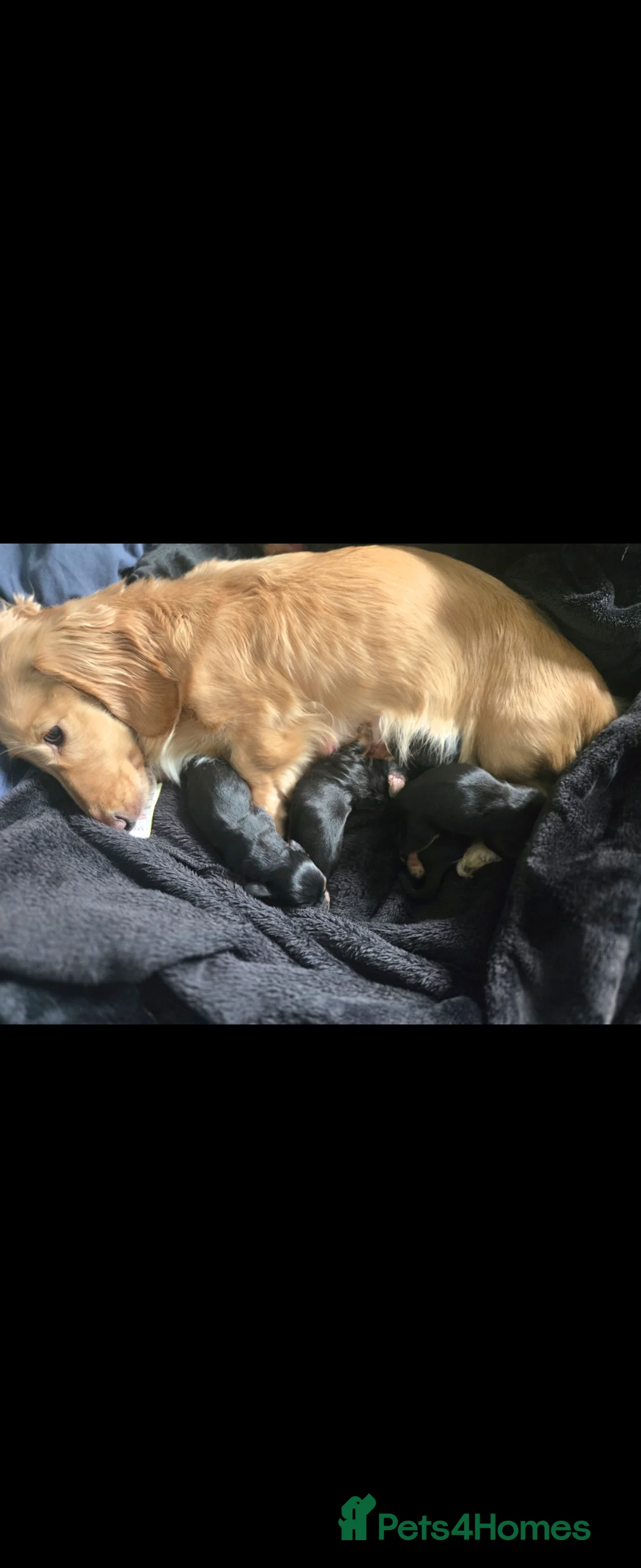 Miniature Dachshund dogs for sale: Longhaired miniature dachshund  - Advert 2