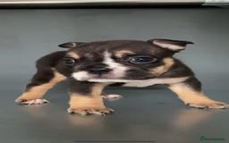 English Bulldog dogs for sale: KC registered English Bulldog Puppies  - Image 28