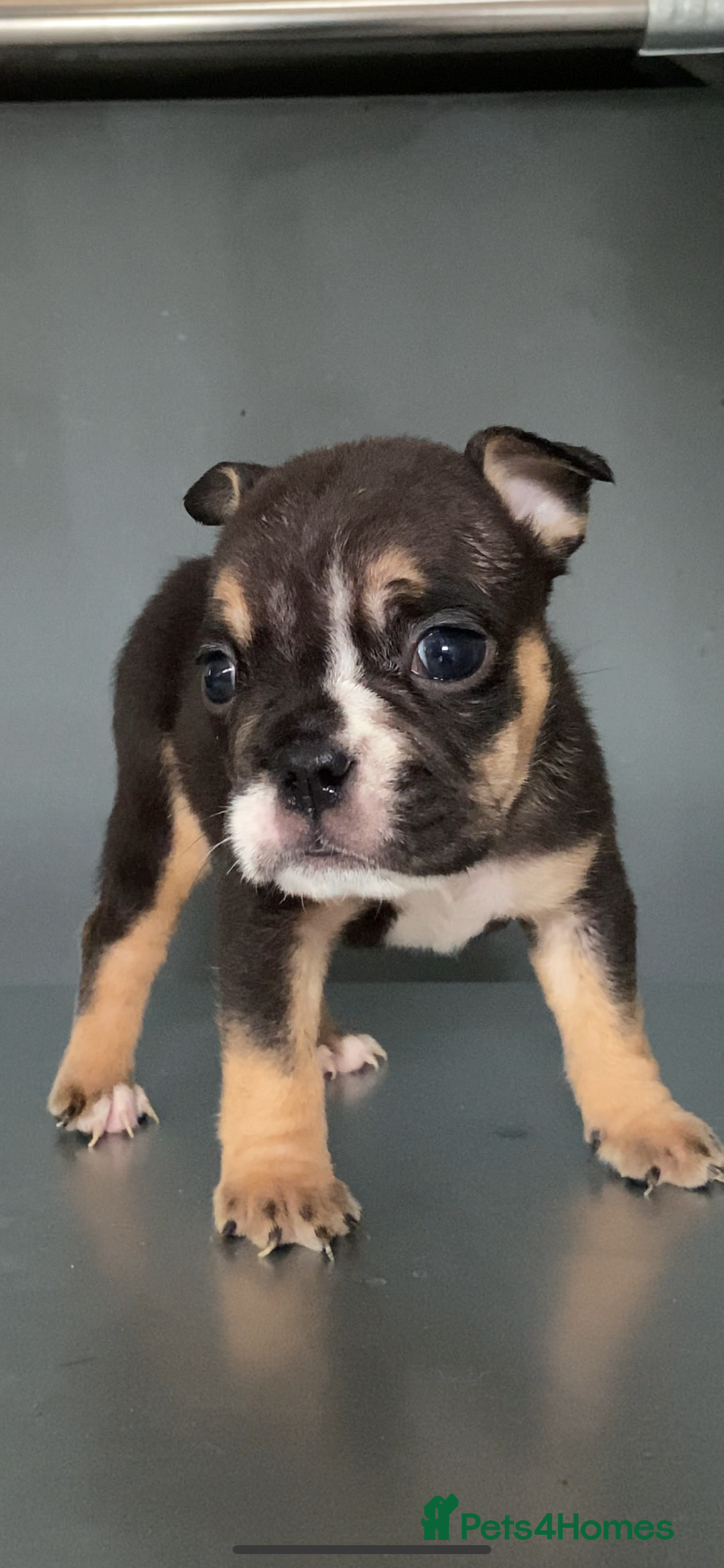 English Bulldog dogs for sale: KC registered English Bulldog Puppies  - Image 28