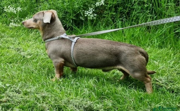 Dachshund dogs - Advert 4