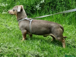 Dachshund dogs Lilac Tan Dachshund Stud pra Clear - Advert 17