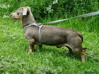 Dachshund dogs Lilac Tan Dachshund Stud pra Clear - Advert 1