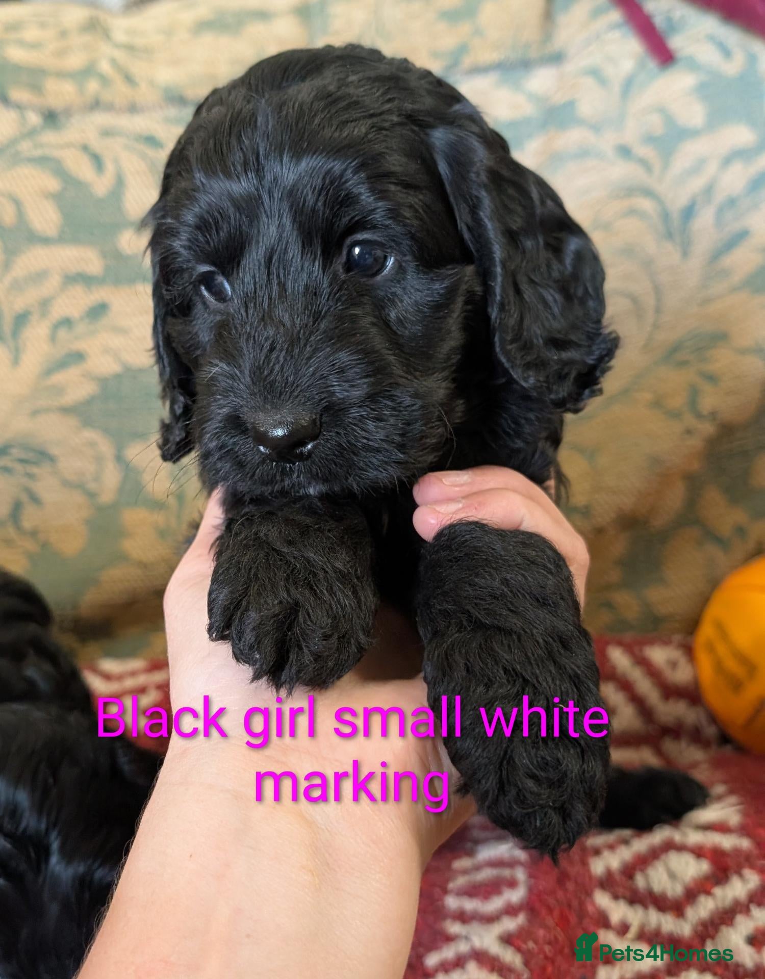 Cockapoo dogs Licensed breeder, health tested F1 cockapoos - Advert 2