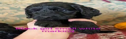 Cockapoo dogs for sale: Licensed breeder, health tested F1 cockapoos - Advert 10
