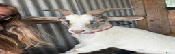 Goats livestock for sale: 3 Pygmy wethers for sale  in Holywell - Advert 6