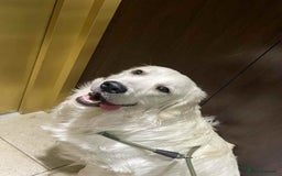 Golden Retriever dogs for stud: Looking for a Female Golden Retriever 🐾 - Image 24