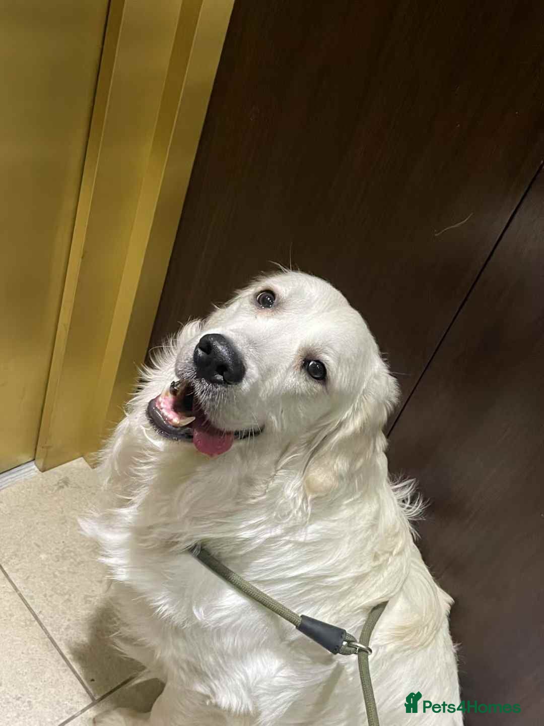 Golden Retriever dogs for stud: Looking for a Female Golden Retriever 🐾 - Image 24