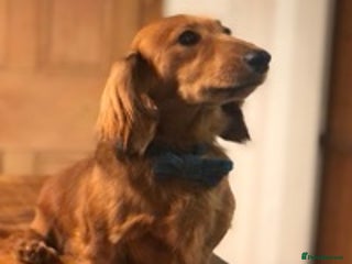 Miniature Dachshund dogs for stud in Liverpool - Advert 2