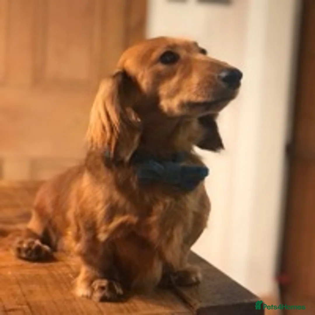 Miniature Dachshund dogs for stud: Top Miniature Shaded Cream Long Haired Dachshund in Liverpool - Advert 1