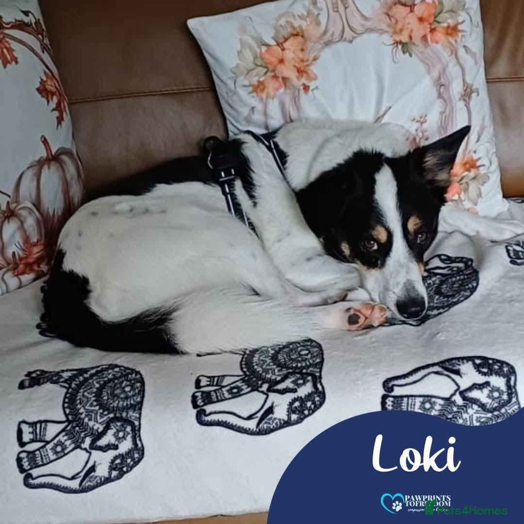 Mixed Breed dogs Meet Loki, currently residing in Middlesbrough  - Advert 1