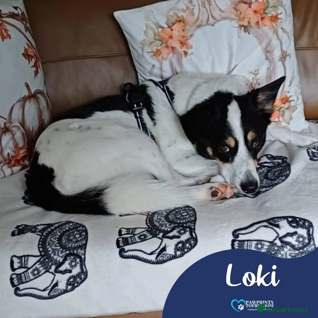 Mixed Breed dogs for adoption: Meet Loki, currently residing in Middlesbrough  in Middlesbrough - Advert 1
