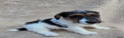 Mixed Breed dogs for sale: Fox terrier x wire haired jack Russel puppies - Advert 7