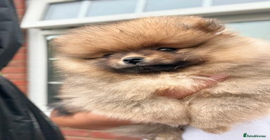 Pomeranian dogs - Advert 12