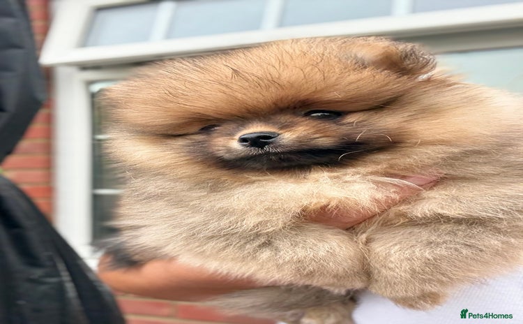 Pomeranian dogs - Advert 7