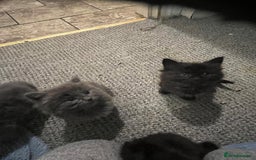 Mixed Breed cats for sale: Very friendly beautiful fluffy kittens  - Image 21