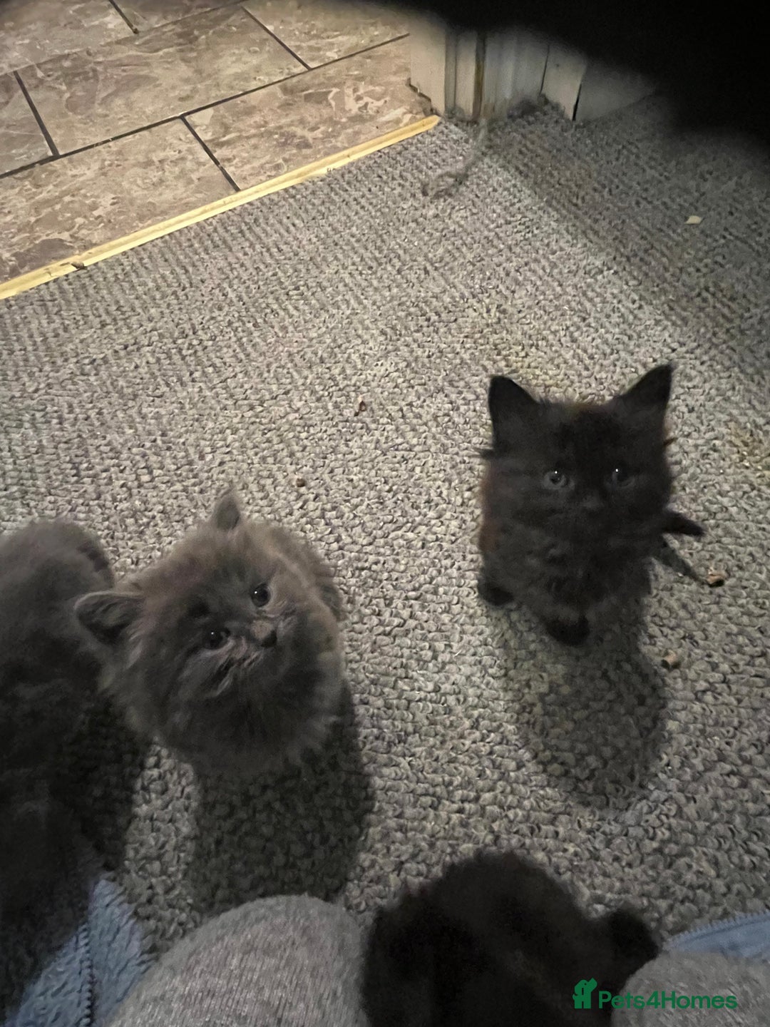 Mixed Breed cats for sale: Very friendly beautiful fluffy kittens  - Image 21