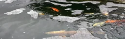 Other/Mixed Breed fish for sale:  8 Healthy Mature Pond Fish Job Lot  in Caerphilly - Advert 2